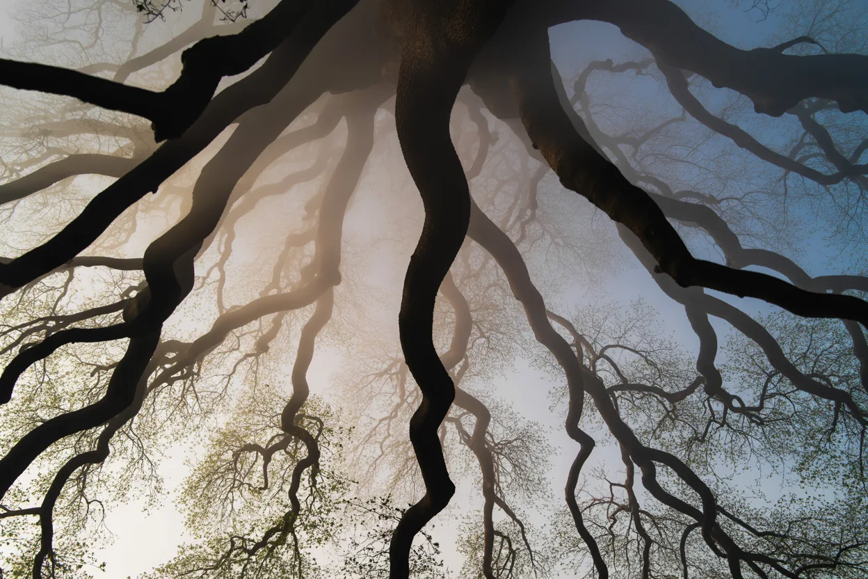 Network of tree branches from below at dawn